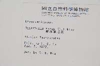 南海鱗毛蕨藏品圖，第2張