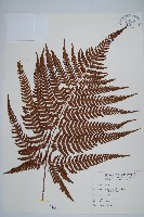 南海鱗毛蕨藏品圖，第1張