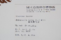 南海鱗毛蕨藏品圖，第2張