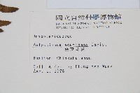 臺東耳蕨藏品圖，第2張