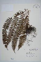 臺東耳蕨藏品圖，第1張