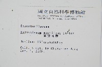 臺東耳蕨藏品圖，第2張