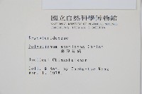 臺東耳蕨藏品圖，第2張