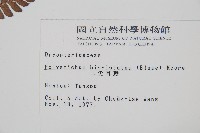 二尖耳蕨藏品圖，第2張