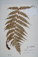 二尖耳蕨藏品圖，第1張