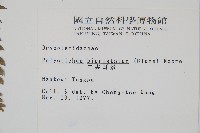 二尖耳蕨藏品圖，第2張