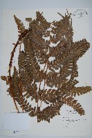 二尖耳蕨藏品圖，第1張