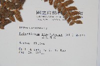 二尖耳蕨藏品圖，第2張