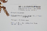 二尖耳蕨藏品圖，第2張