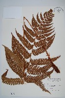 二尖耳蕨藏品圖，第1張