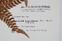 二尖耳蕨藏品圖，第2張
