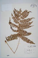 二尖耳蕨藏品圖，第1張