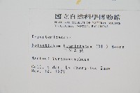 二尖耳蕨藏品圖，第2張