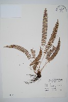 對生耳蕨藏品圖，第1張