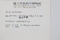 對生耳蕨藏品圖，第2張