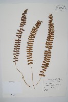 對生耳蕨藏品圖，第1張