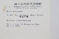 對生耳蕨藏品圖，第2張