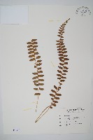 對生耳蕨藏品圖，第1張