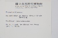 對生耳蕨藏品圖，第2張