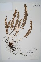 對生耳蕨藏品圖，第1張