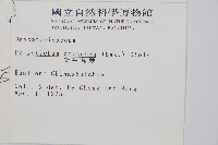 對生耳蕨藏品圖，第2張