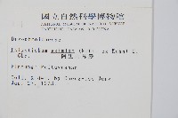 阿里山耳蕨藏品圖，第2張