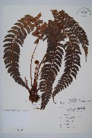 軟骨耳蕨藏品圖，第1張