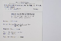 軟骨耳蕨藏品圖，第2張