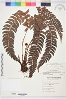 軟骨耳蕨藏品圖，第2張