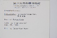 軟骨耳蕨藏品圖，第2張