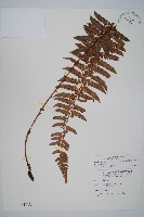 鐮葉耳蕨藏品圖，第1張