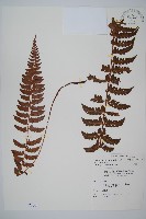 鐮葉耳蕨藏品圖，第1張