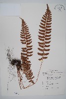 鐮葉耳蕨藏品圖，第1張