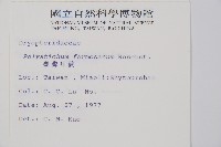 臺灣耳蕨藏品圖，第2張