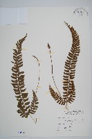 韓氏耳蕨藏品圖，第1張