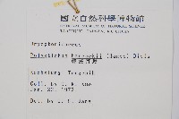 韓氏耳蕨藏品圖，第2張