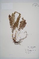 韓氏耳蕨藏品圖，第1張