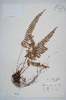 韓氏耳蕨藏品圖，第1張