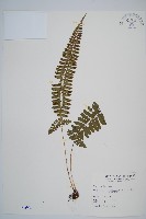 韓氏耳蕨藏品圖，第1張