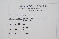 韓氏耳蕨藏品圖，第2張