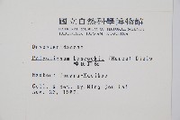 韓氏耳蕨藏品圖，第2張