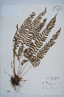 韓氏耳蕨藏品圖，第1張