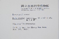 韓氏耳蕨藏品圖，第2張