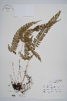 韓氏耳蕨藏品圖，第1張