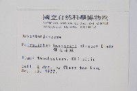 韓氏耳蕨藏品圖，第2張