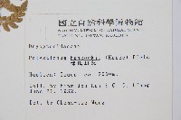 韓氏耳蕨藏品圖，第2張