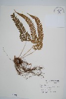 韓氏耳蕨藏品圖，第1張