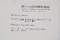 韓氏耳蕨藏品圖，第2張