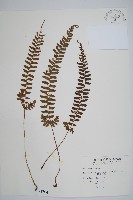 韓氏耳蕨藏品圖，第1張