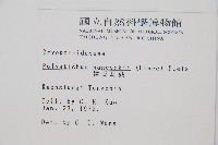 韓氏耳蕨藏品圖，第2張